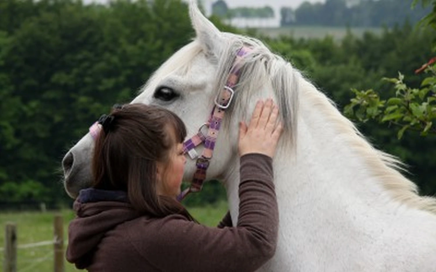 Jana Vagedes Osteopathie & Physiotherapie für Pferde
