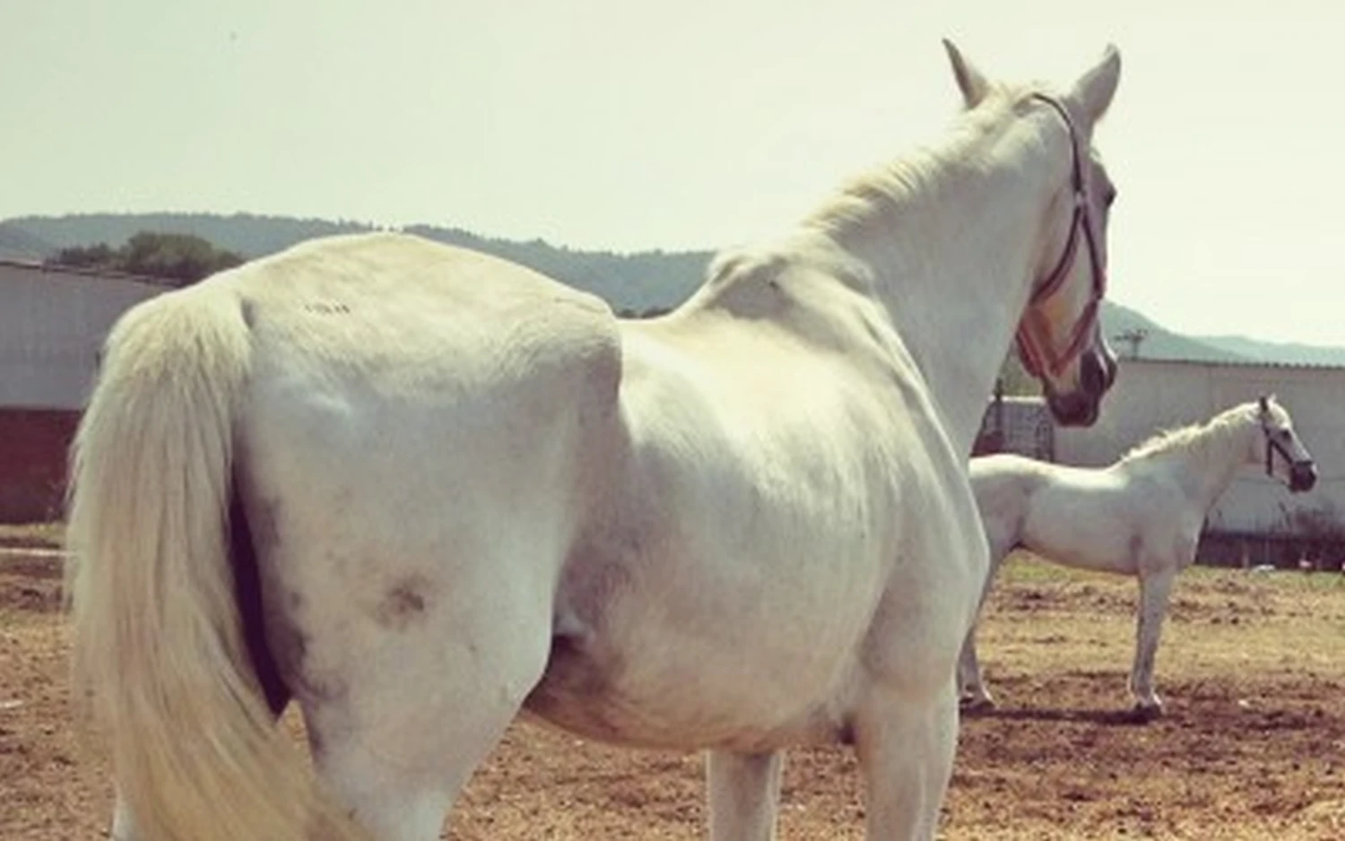 weißes schönes Pferd